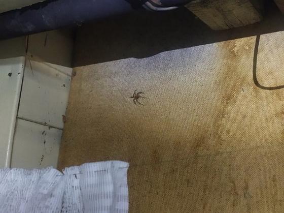 На нашествие ядовитых пауков пожаловались жители ВКО На нашествие ядовитых пауков пожаловались жители ВКО