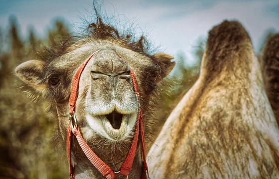 Коронавирус: от какого животного заразился первый пациент? Коронавирус: от какого животного заразился первый пациент?