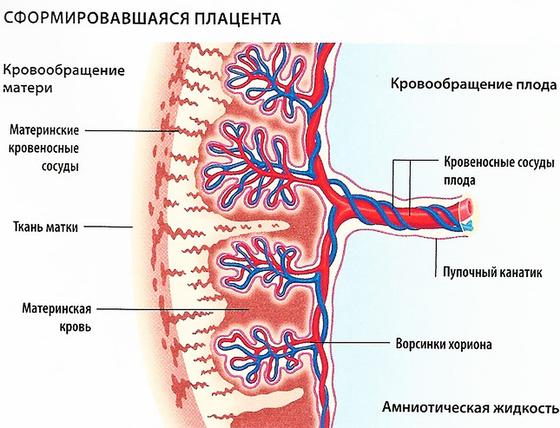 Сформировавшаяся плацента Сформировавшаяся плацента