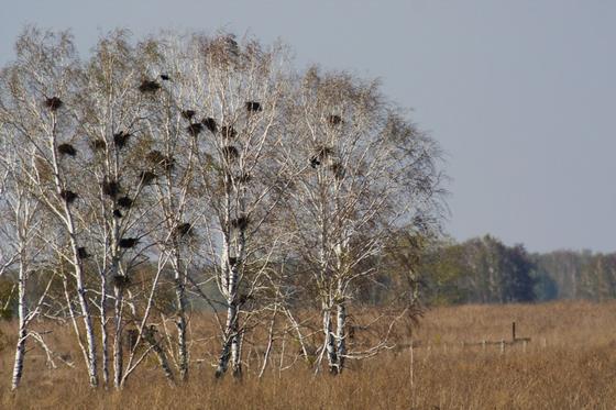гнезда гнезда