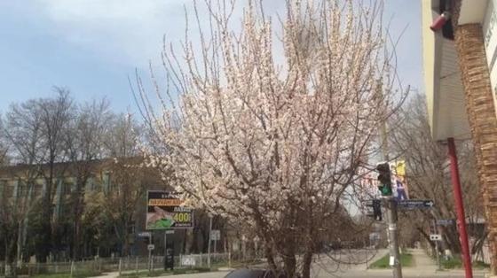 Фото авторы: Бехрузбек Абдувалиев Фото авторы: Бехрузбек Абдувалиев
