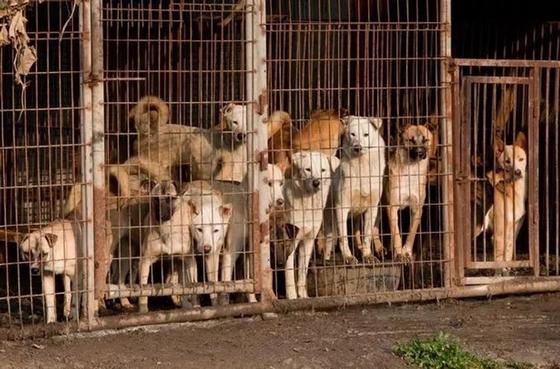 Корейцы угостят гостей Олимпиады собачатиной Корейцы угостят гостей Олимпиады собачатиной