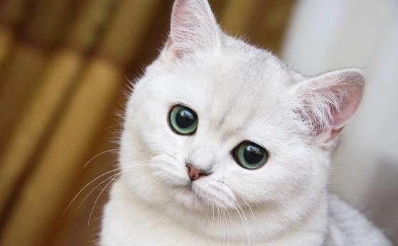 Фото: vashipitomcy.ru Фото: vashipitomcy.ru