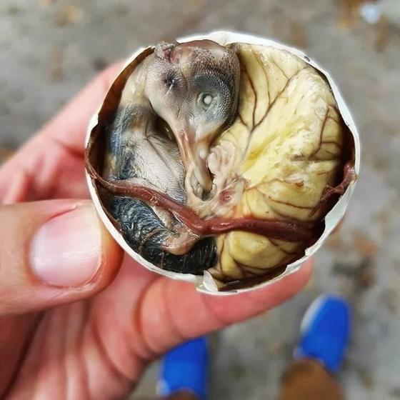 Туристердің зәресін ұшыратын әлемдегі ең оғаш 20 ұлттық тағам Туристердің зәресін ұшыратын әлемдегі ең оғаш 20 ұлттық тағам