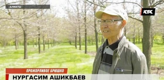 Алматы останется без зелени, рассказали ученые Алматы останется без зелени, рассказали ученые