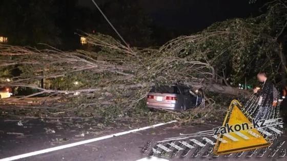 Упавшее на машину дерево в Алматы чуть не убило ее водителя (фото) Упавшее на машину дерево в Алматы чуть не убило ее водителя (фото)