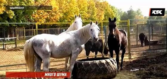 Бывшие сотрудники шымкентского зоопарка заявили о массовой гибели животных Бывшие сотрудники шымкентского зоопарка заявили о массовой гибели животных