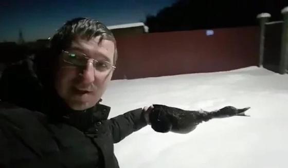 Астанада ұшып бара жатқан үйрек мұз боп қатып қалды. Скриншот: Видеодан Астанада ұшып бара жатқан үйрек мұз боп қатып қалды. Скриншот: Видеодан
