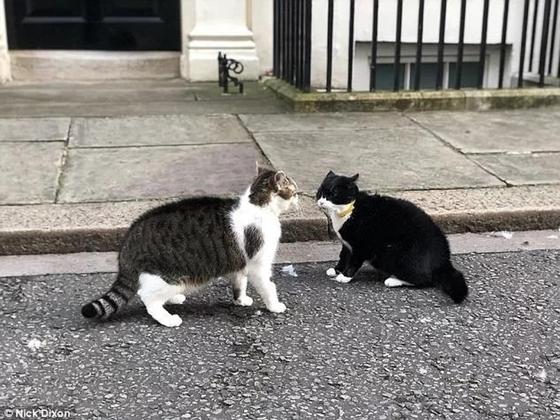 Драма на Даунинг-стрит: кот британского премьера подрался с котом из МИДа Драма на Даунинг-стрит: кот британского премьера подрался с котом из МИДа
