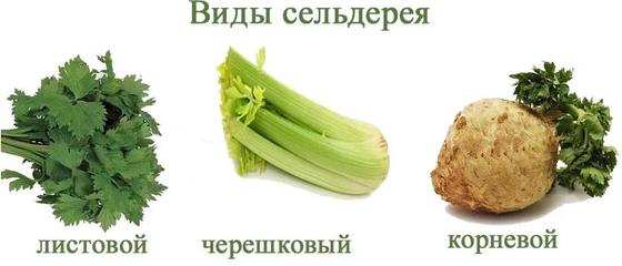 Салат с сельдереем Салат с сельдереем