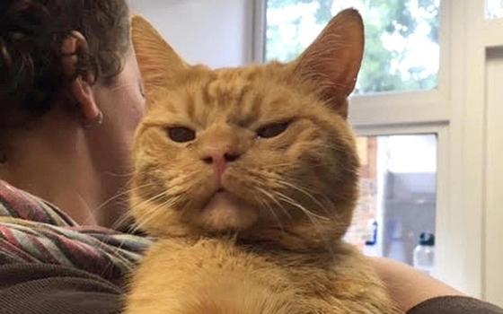 Новый Grumpy cat. Недовольный кот напомнил пользователям о вирусном меме Новый Grumpy cat. Недовольный кот напомнил пользователям о вирусном меме