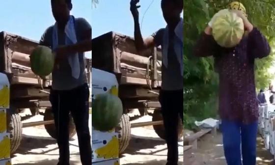 Небьющийся арбуз появился в Узбекистане (видео) Небьющийся арбуз появился в Узбекистане (видео)