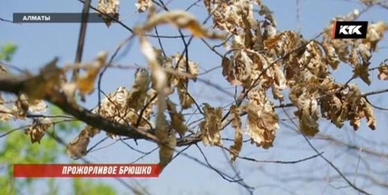 Алматы останется без зелени, рассказали ученые Алматы останется без зелени, рассказали ученые