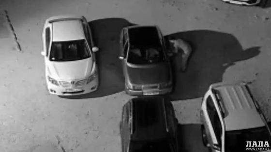 Справился за 20 секунд: вскрытие автомобилей попало на видео в Актау Справился за 20 секунд: вскрытие автомобилей попало на видео в Актау