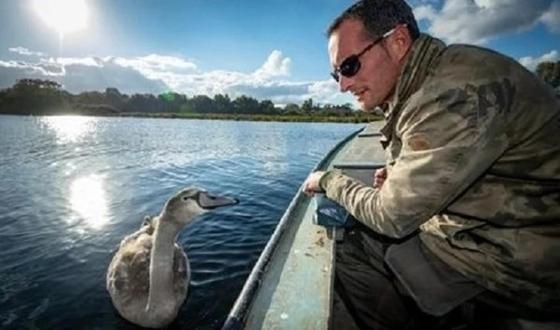 Дикий лебедь привык к человеку и отказался возвращаться в стаю Дикий лебедь привык к человеку и отказался возвращаться в стаю