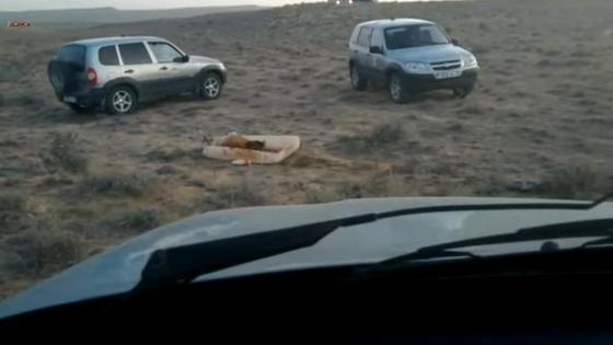 Две машины предполагаемых браконьеров стоят возле туши архара Две машины предполагаемых браконьеров стоят возле туши архара