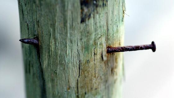 Гвоздь торчит из бревна Гвоздь торчит из бревна