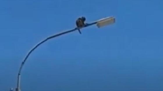 Обезьяна на столбе в Сарыагаше Обезьяна на столбе в Сарыагаше