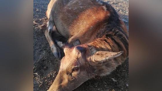 Олень в зоопарке Караганды Олень в зоопарке Караганды