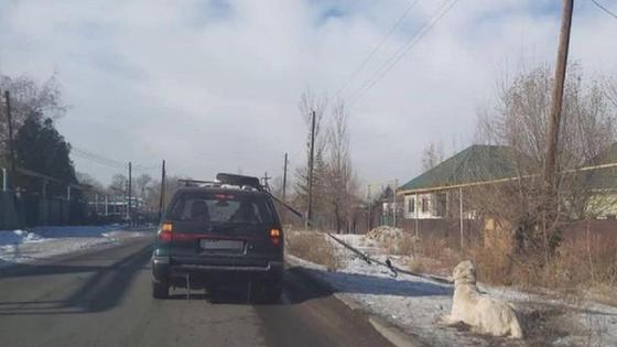 Собаку протащили в Алматинской области Собаку протащили в Алматинской области