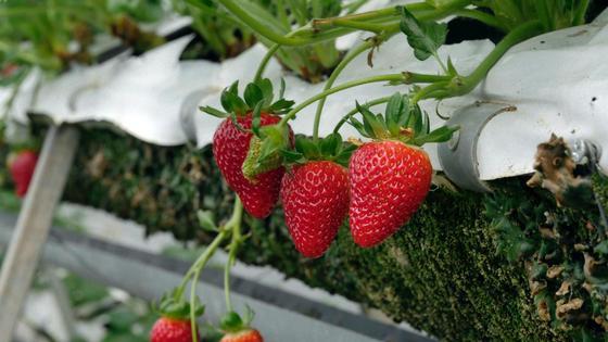 Зрелые и зеленые ягоды клубники на кусте Зрелые и зеленые ягоды клубники на кусте