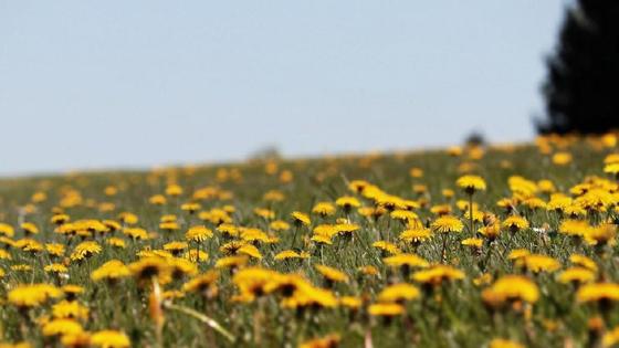 Поле с одуванчиками Поле с одуванчиками