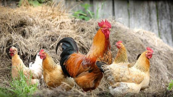 Петух стоит в окружении куриц Петух стоит в окружении куриц