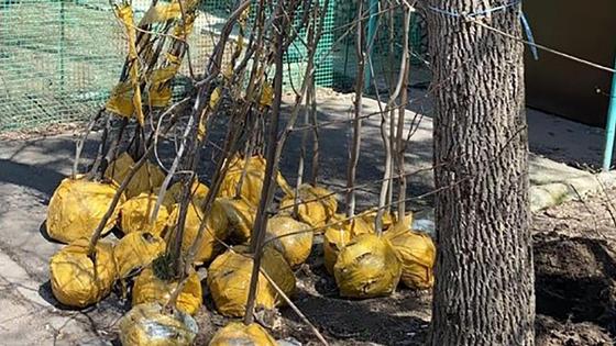Саженцы стоят возле дерева Саженцы стоят возле дерева