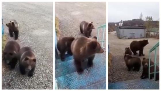 медведи медведи