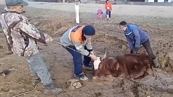 Корова в Карагандинской области Корова в Карагандинской области