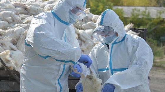 Два человека в защитных костюмах держат в руках птицу Два человека в защитных костюмах держат в руках птицу