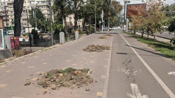Спиленные деревья на Абая Спиленные деревья на Абая