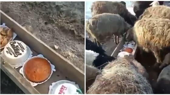 Бараны едят торты Бараны едят торты