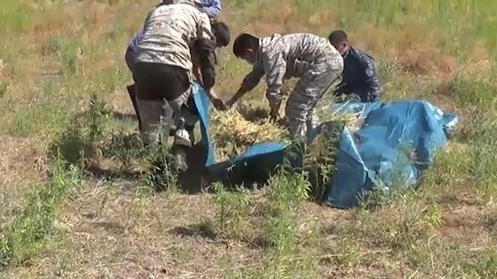 Стражи порядка изымают обнаруженную марихуану в Шу Стражи порядка изымают обнаруженную марихуану в Шу