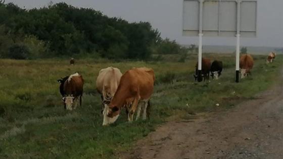 www.instagram.com/dp_pavlodar www.instagram.com/dp_pavlodar