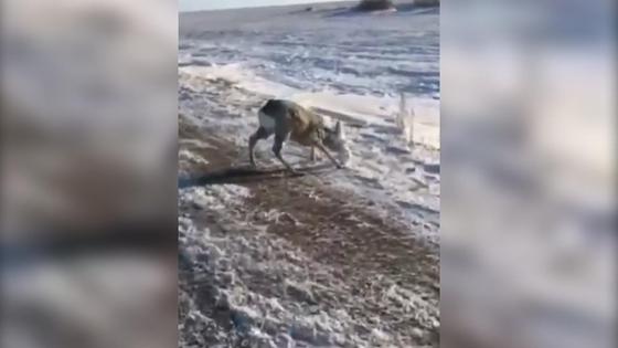 Снег налип на морду косули Снег налип на морду косули