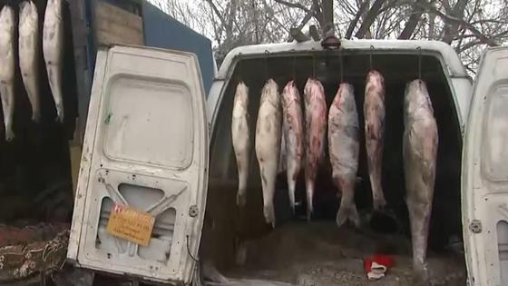 Жол бойында ілулі тұрған балықтар Жол бойында ілулі тұрған балықтар