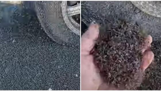 Насекомые атакуют жителей ЗКО Насекомые атакуют жителей ЗКО