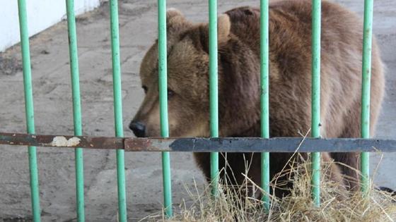 Медведица в Костанайской области Медведица в Костанайской области