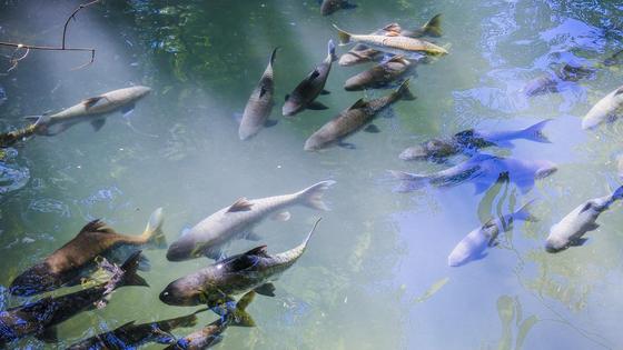 Рыбы плавают в воде Рыбы плавают в воде