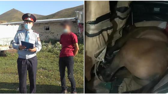 Лошадь в салоне авто в ВКО Лошадь в салоне авто в ВКО