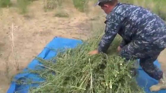Мужчина складывает марихуану на тент Мужчина складывает марихуану на тент