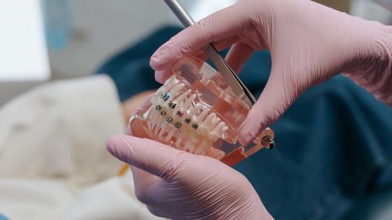 Врач держит искусственную челюсть Врач держит искусственную челюсть