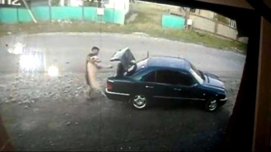 Собаку породы тазы кладут в багажник автомобиля Собаку породы тазы кладут в багажник автомобиля