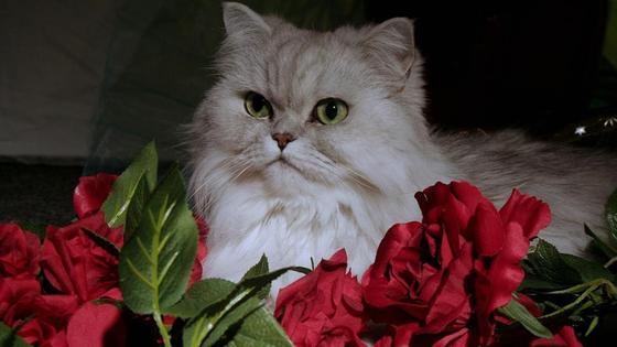 Персидская кошка Персидская кошка