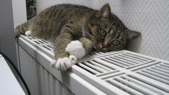 Кошка лежит на батареях Кошка лежит на батареях