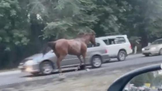 Жылқы Жылқы