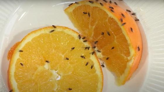 Мошки на апельсине Мошки на апельсине