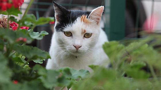 грустный кот грустный кот