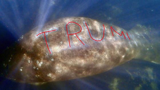 Ламантин с надписью "Трамп" на спине Ламантин с надписью "Трамп" на спине